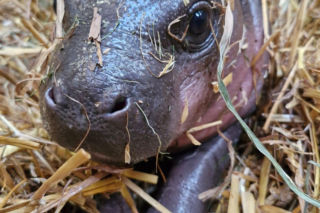 Wyjątkowe narodziny w gdańskim zoo! Na świat przyszła mała hipopotamka karłowata