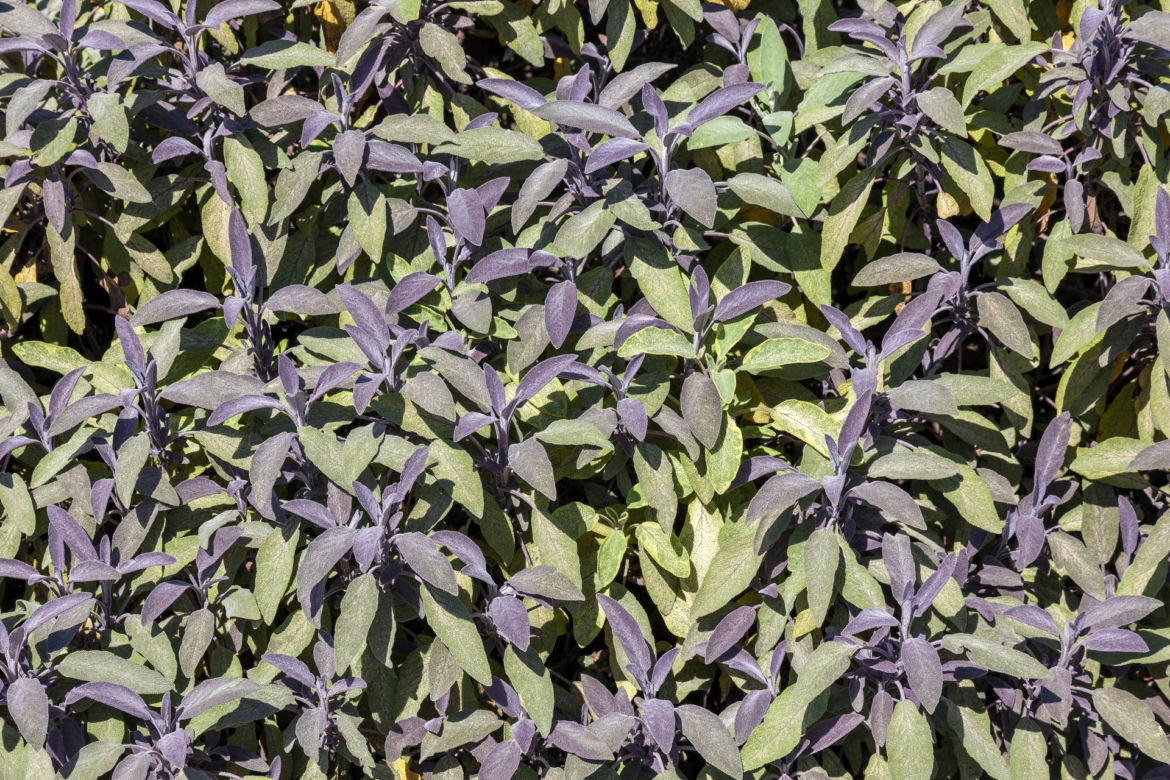 Szałwia lekarska ‘Purpurascens’