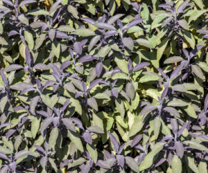 Szałwia lekarska ‘Purpurascens’