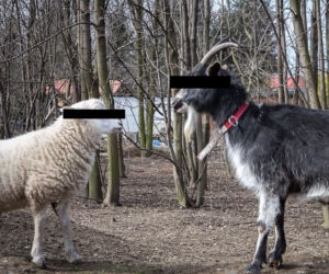 Przemyśl. Zwierzęta walczą o względy bociana Radzia [ZDJĘCIA]