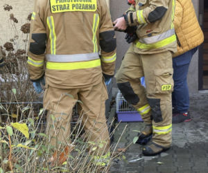 Pożar mieszkania na parterze. Strażacy z ognia wynieśli przerażonego kota