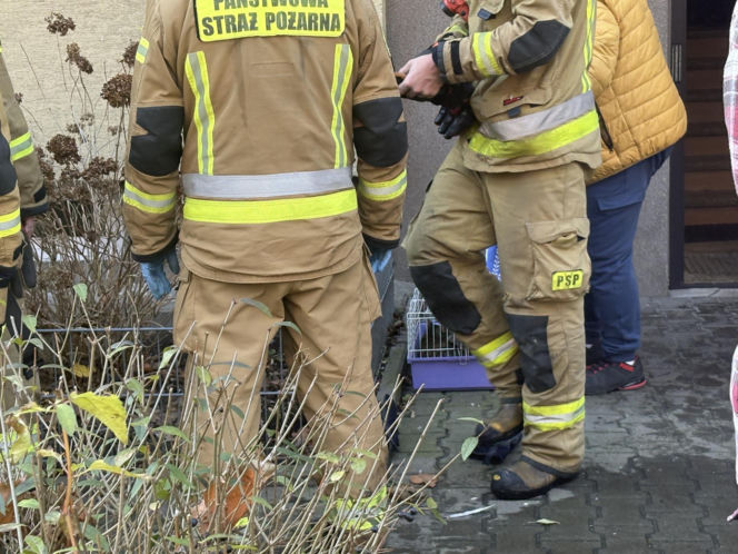 Pożar mieszkania na parterze. Strażacy z ognia wynieśli przerażonego kota