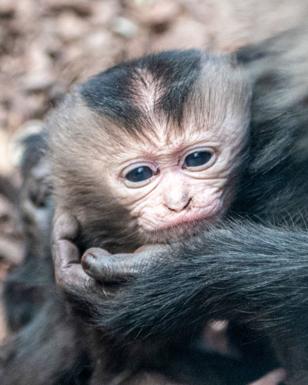 Baby boom w Orientarium ZOO Łódź. Weź udział w konkursie na imiona dla maluchów!