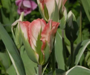 Tulipany z zielonym paskami na płatkach