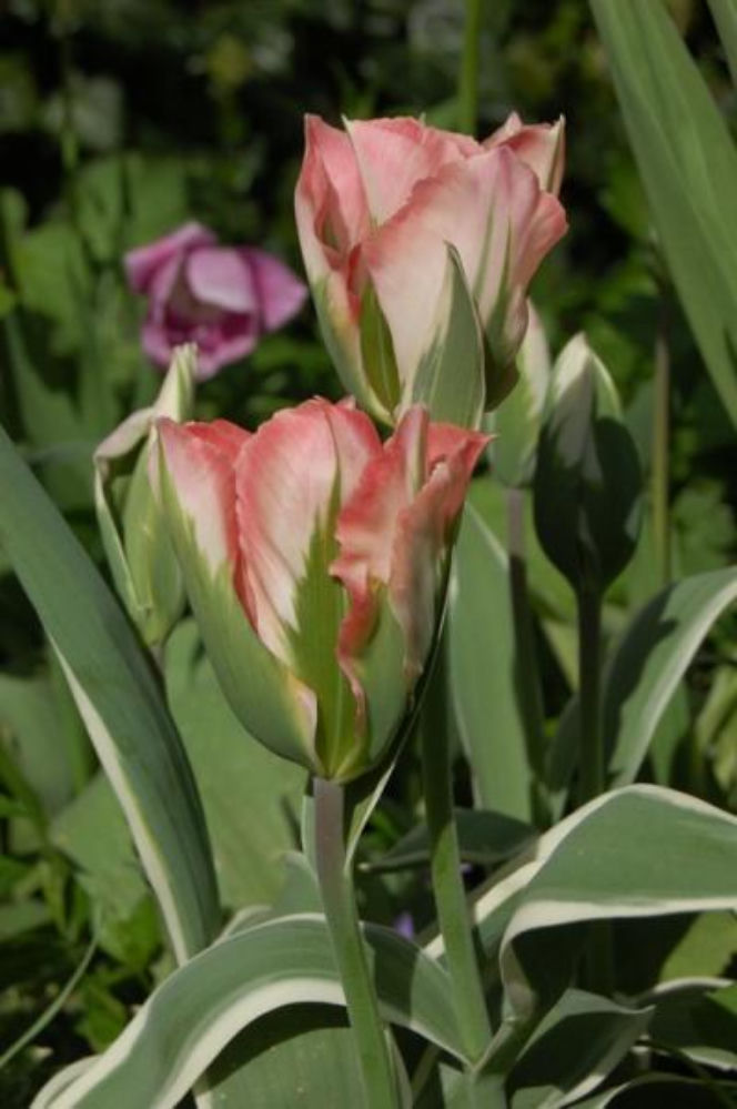 Grupy tulipanów