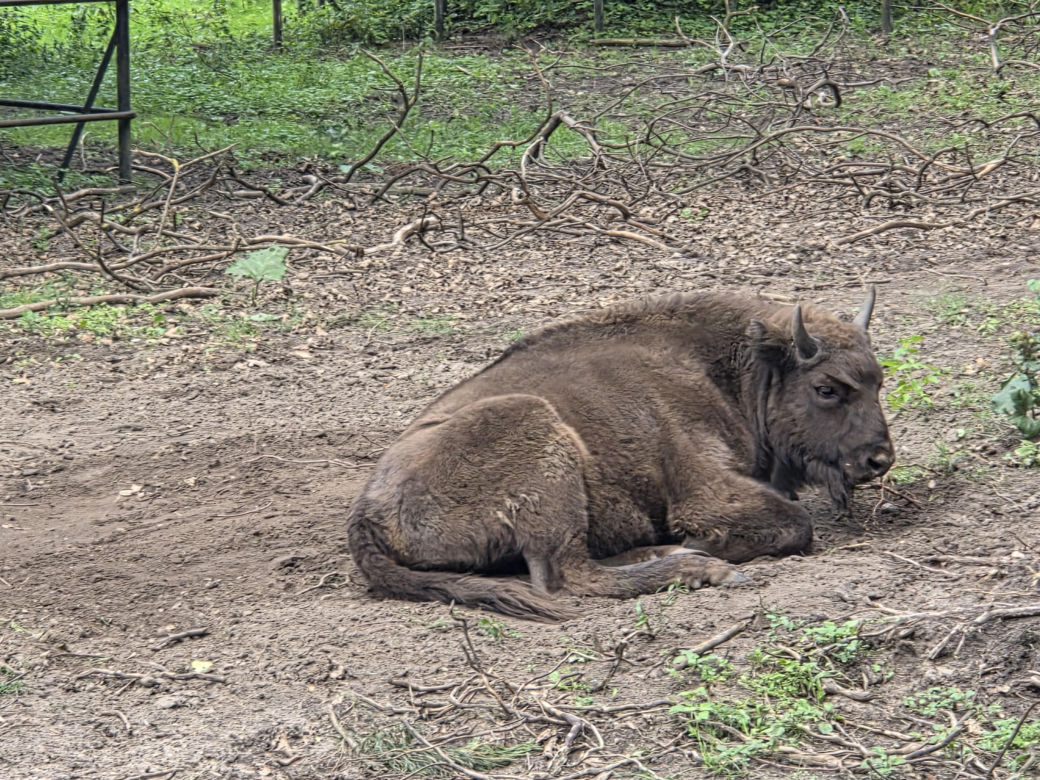 Zaglądamy do mieszkańców bydgoskiego ZOO. Kto mieszka w sercu Myślęcinka?
