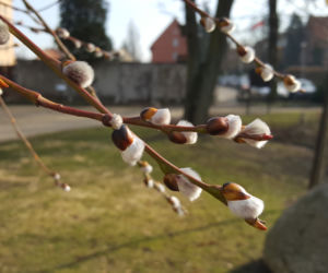 Natura budzi się do życia! W Ogrodzie Botanicznym UKW czuć już wiosnę! [ZDJĘCIA]