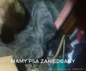 Pies był uwięziony w pustym mieszkaniu