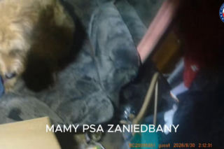 Pies był uwięziony w pustym mieszkaniu