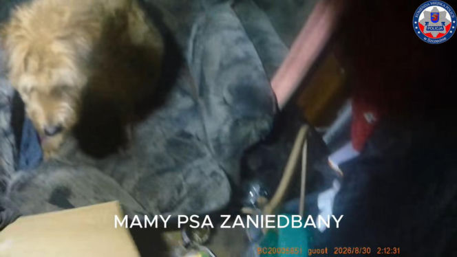 Pies był uwięziony w pustym mieszkaniu
