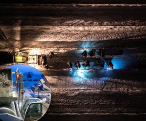 Siarczyste mrozy umożliwiły niezwykłe zbiory winogron