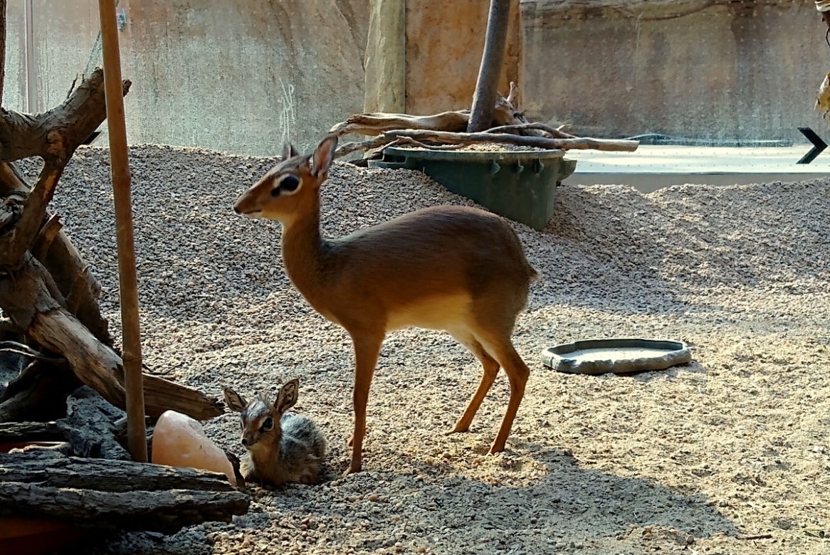 We wrocławskim zoo urodził się mały dikdik