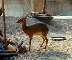 We wrocławskim zoo urodził się mały dikdik