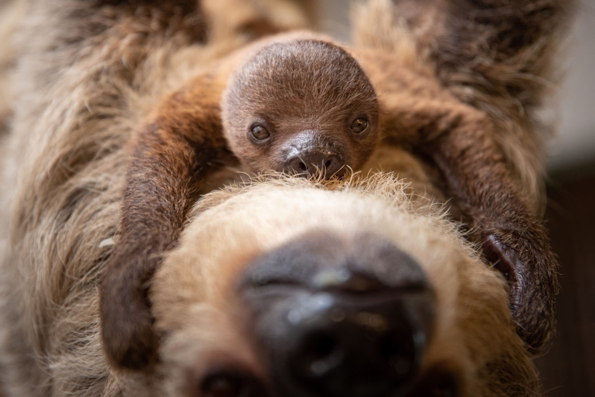 ZOO Wrocław szuka imienia dla małego leniwca. Zobaczcie, jaki jest uroczy! [ZDJĘCIA, FILM] 