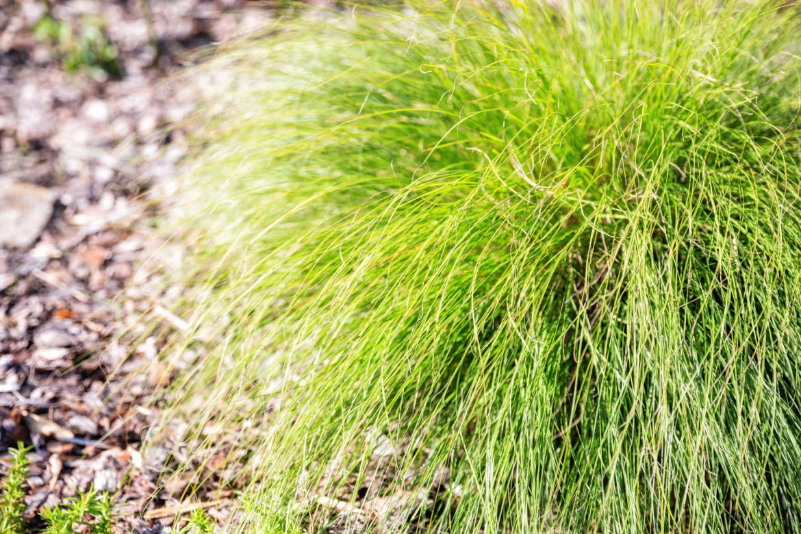 Sesleria jesienna