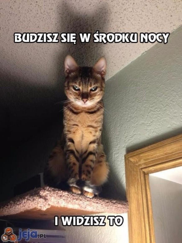 Chcesz poprawić sobie humor? Te memy ze zwierzętami rozbawią cię do łez!