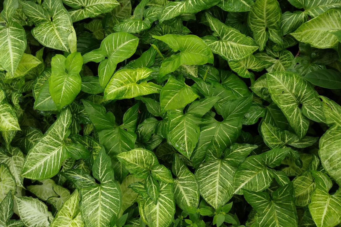 Syngonium