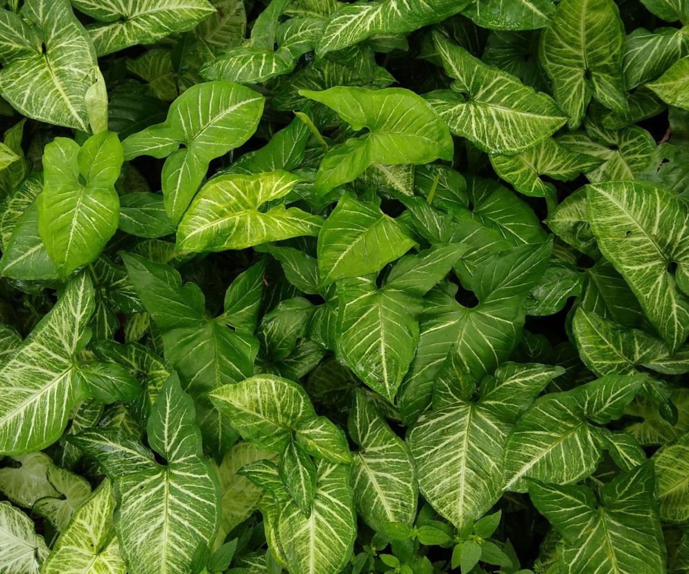Syngonium