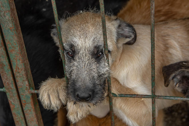 Doda rusza na pomoc zwierzętom! Interwencja w Sobolewie i ostre słowa pod adresem władz gminy