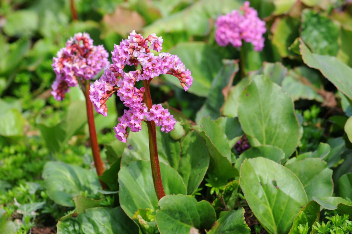 Bergenia grubolistna
