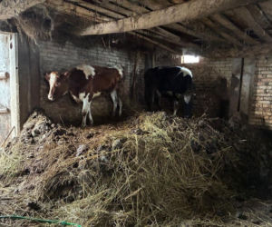 Łańcuchu wrośnięte w skórę. Piekło zwierząt w gospodarstwie