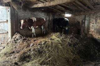 Łańcuchu wrośnięte w skórę. Piekło zwierząt w gospodarstwie