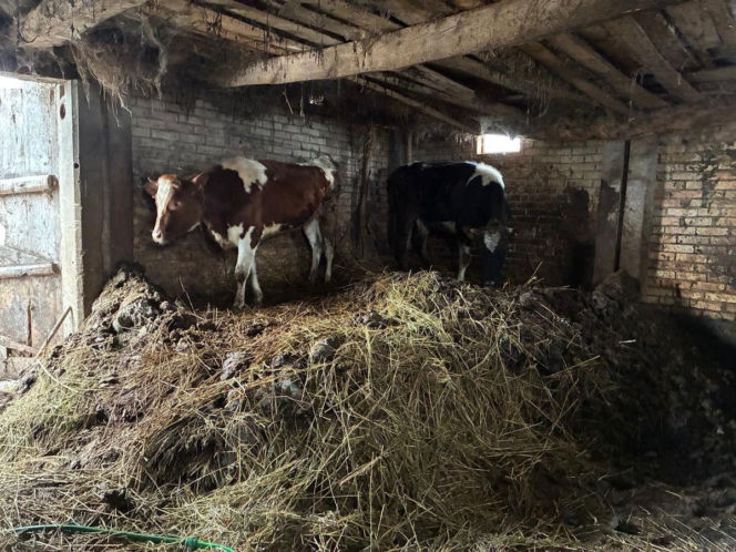 Łańcuchu wrośnięte w skórę. Piekło zwierząt w gospodarstwie