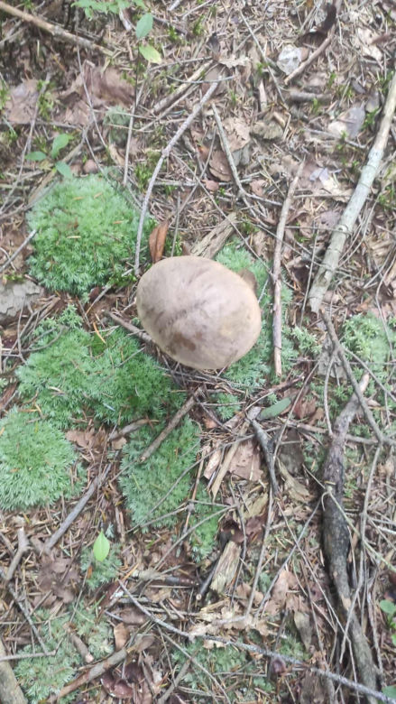 Grzybobranie Podkarpacie