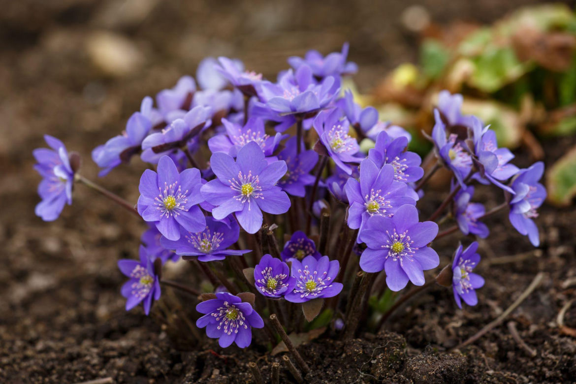 Przylaszczka pospolita (Hepatica nobilis) 