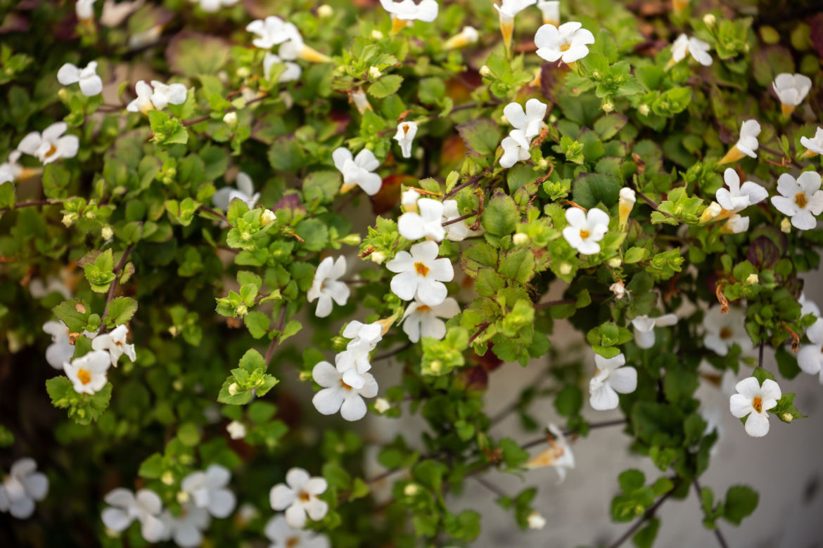 7. Kwiaty na balkon. Bacopa ozdobi taras białym kwieciem