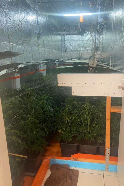 Potężna plantacja koło Inowrocławia zlikwidowana przez policję. Zdjęcia z posesji