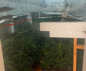 Potężna plantacja koło Inowrocławia zlikwidowana przez policję. Zdjęcia z posesji