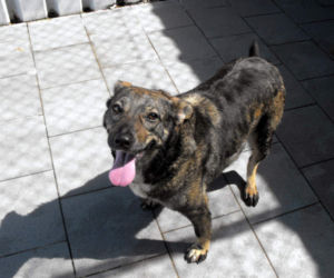 Psy z Radys już w Kędzierzynie-Koźlu! Możesz je adoptować
