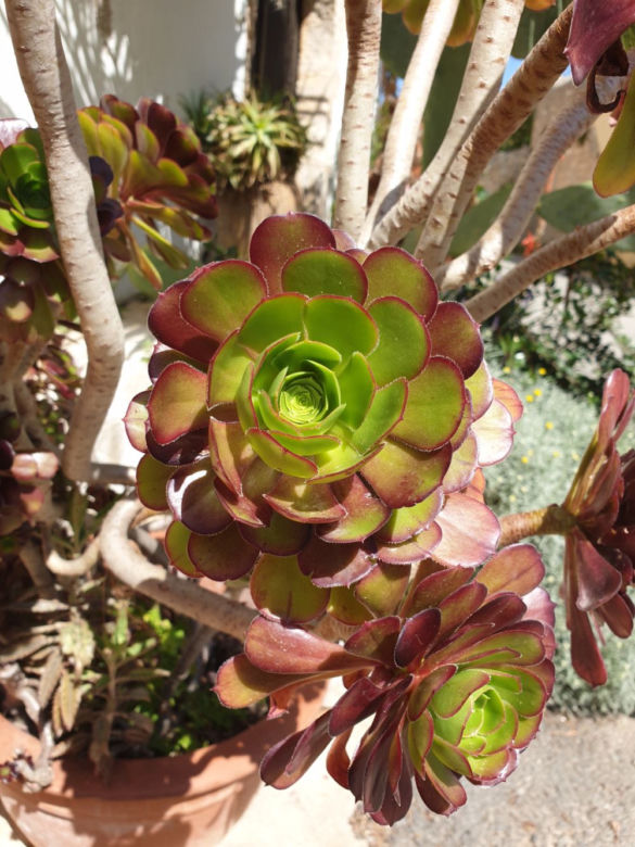 Eonium drzewiaste