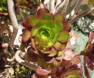 Eonium drzewiaste