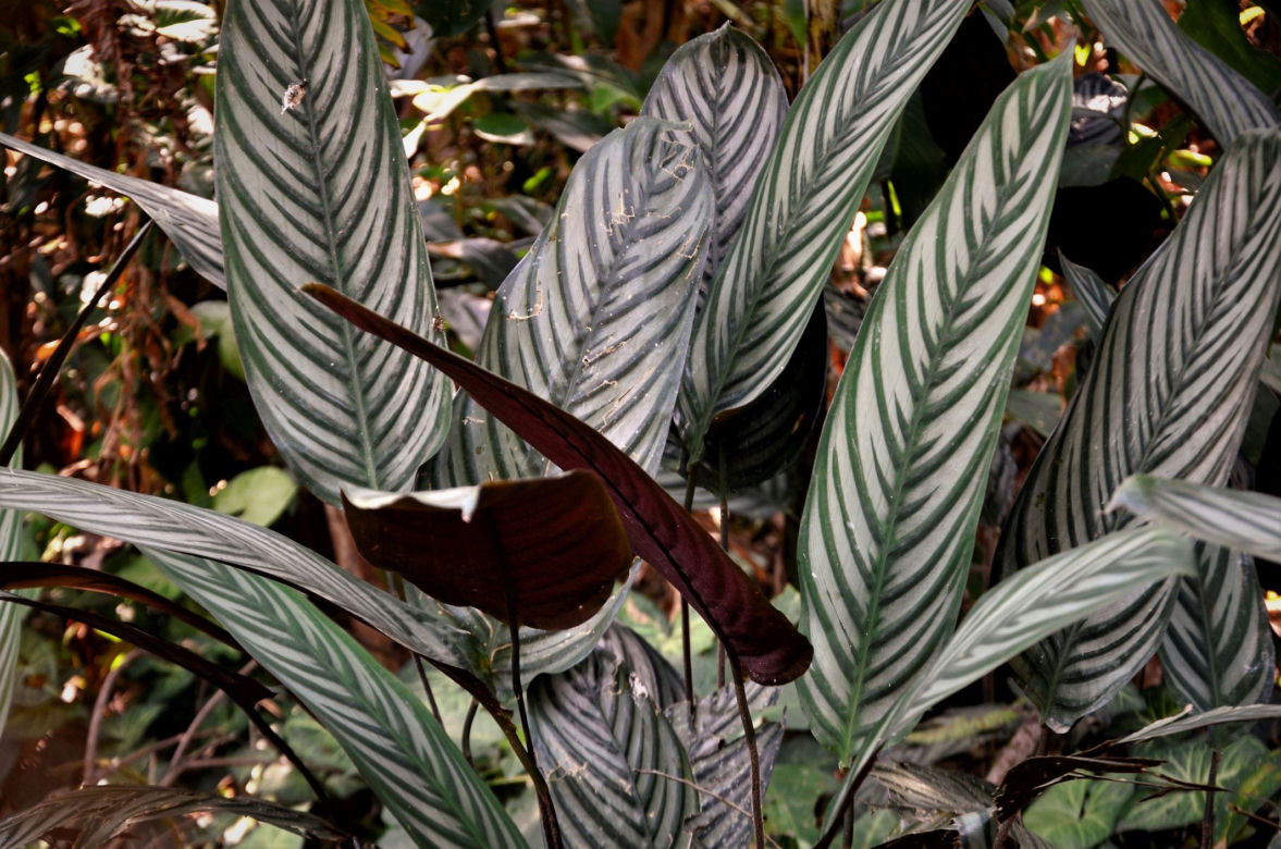 Ctenanthe setosa