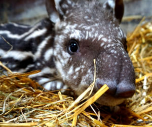 Mała Sara z wrocławskiego zoo