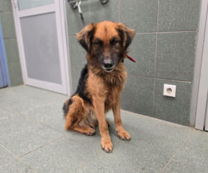 Wielka akcja w schronisku pod Radomiem. Zwierzęta pilnie szukają domów!