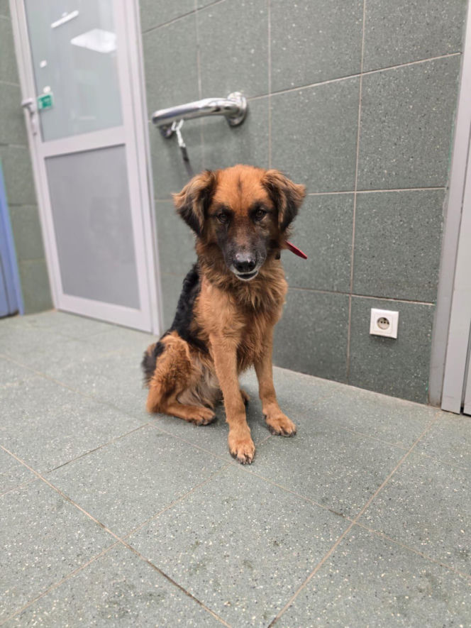 Wielka akcja w schronisku pod Radomiem. Zwierzęta pilnie szukają domów!