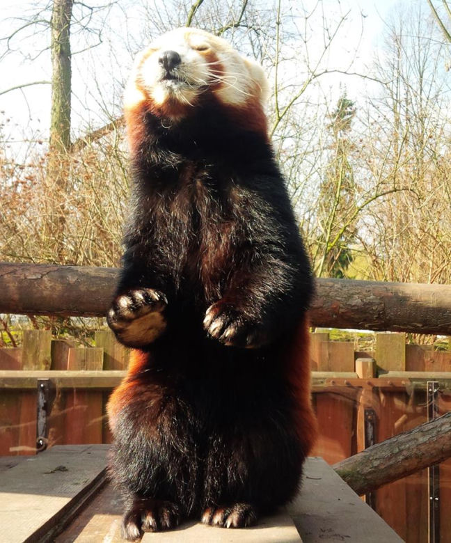 Panda mała