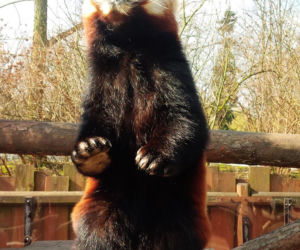 Panda mała