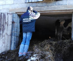 Żytno: W oborze było tyle odchodów, że krowy dotykały sufitu! Stado żyło w HORRORZE! 