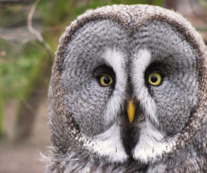 Te zwierzaki zrobią Ci dzień! Zoo w Eberswalde zaledwie godzinę drogi od Szczecina [ZDJĘCIA]
