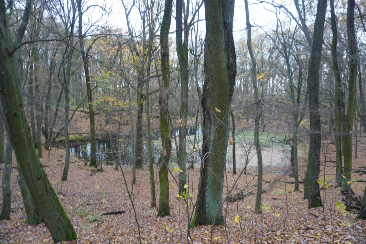 Rezerwat przyrody Meteoryt Morasko