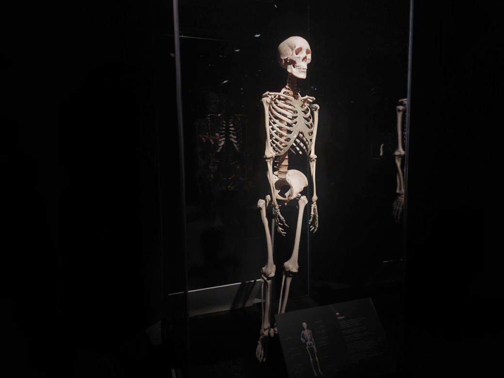 Wystawa Body Worlds w Szybie Wilson w Katowicach