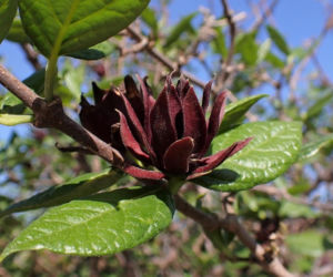 Ten krzew pachnie jak domowa szarlotka. Posadź już teraz, a nornice znikną z twojego ogrodu