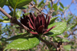 Ten krzew pachnie jak domowa szarlotka. Posadź już teraz, a nornice znikną z twojego ogrodu