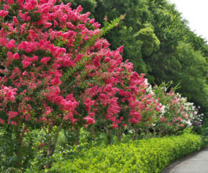 Lagerstremia indyjska