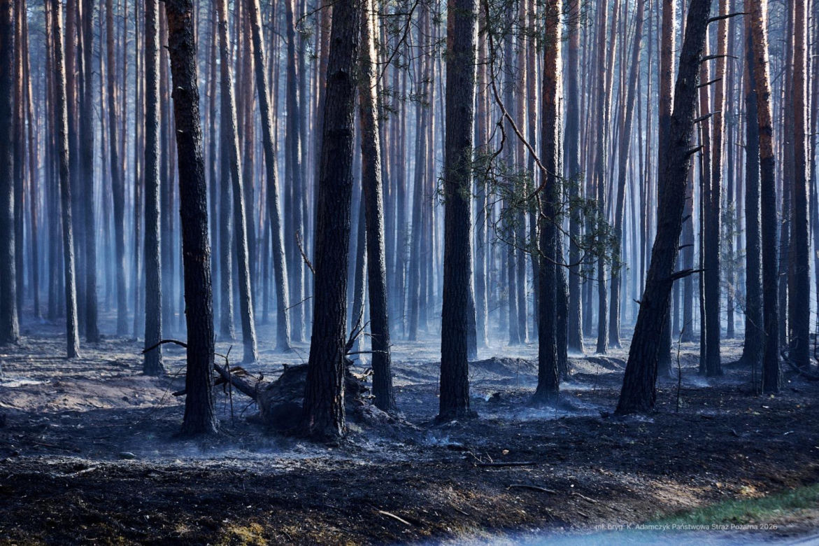 Walka z pożarem pod Biłgorajem. Szef MSWiA: „Jesteśmy umiarkowanymi optymistami”