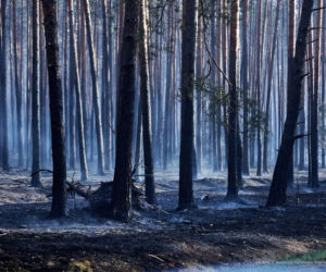 Walka z pożarem pod Biłgorajem. Szef MSWiA: „Jesteśmy umiarkowanymi optymistami”
